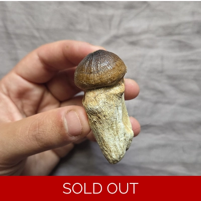 Rare Nice Mosasaur Globidens Fossil Rooted Tooth Sea Reptile Dinosaur Morocco